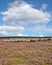 Flock of Moorland Sheep Heidschnucke,Lueneburger Heath,Germany