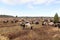 Flock of moorland sheep Heidschnucke with young lambs in Luneburg Heath near Undeloh and Wilsede, Germany
