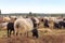 Flock of moorland sheep Heidschnucke with young lambs in Luneburg Heath near Undeloh and Wilsede, Germany