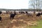 Flock of moorland sheep Heidschnucke with young lambs in Luneburg Heath near Undeloh and Wilsede, Germany