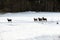 A flock of mouflons in winter in the snow on the field