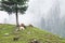 Flock of mountain goat graze in hill with fog forest behind.