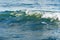 A flock of mullets playing in the waves of the Gulf of Mexico, T