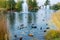 A flock of multicolored ducks swims in the fountain. On the sides there are beautiful yellow ears