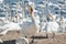 A flock of mute swans gather on lake banks. Cygnus olor