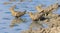 Flock of Namaqua Sandgrouse drinks water from a waterhole in Kalahari desert