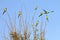 Flock of Nanday Conures Perched On Small Branches