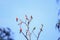 Flock of native Australian Galah`s and Rainbow Lorikeet`s resting perched on a dead tree, Melbourne, Victoria