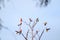 flock of native Australian Galah`s and Rainbow Lorikeet`s resting perched on a dead tree, Melbourne, Victoria