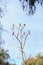 flock of native Australian Galah`s and Rainbow Lorikeet`s resting perched on a dead tree, Melbourne, Victoria