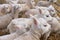 Flock of newborn little lambs in Dutch barn