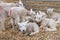 Flock of newborn little lambs in Dutch barn