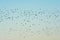 Flock of northern lapwings in flight formation, - Vanellus vanellus