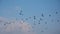 Flock of northern lapwings in flying on a blue sky with soft clouds - Vanellus vanellus