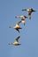 Flock of Northern Shovelers Flying in a Blue Sky