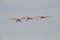 Flock ofl White Ibis Birds In the sky