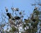 Flock of open billed stork bird perch and winged at the tree on blue sky and white cloud background.