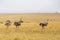 Flock with ostriches on the big savannah in africa