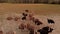 Flock of ostriches on the bird yard farm.