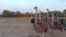Flock of ostriches at countryside farm.
