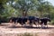 Flock of ostriches at ostrich farm