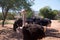 Flock of ostriches at ostrich farm