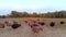 Flock of ostriches walking on meadow at countryside farm.