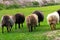 Flock of Ouessant sheeps in meadow walking together