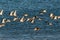 Flock of Oystercatchers Flying Over the Sea