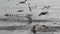 Flock of Pacific gull birds fly and dive into water and catch sea fish in ocean