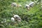 Flock of Painted storks