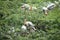 Flock of Painted storks