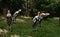 A flock of painted storks in the zoo. Southeast Asian painted storks