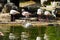 Flock of pale pink flamingos standing in a pond on a sunny day