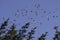 Flock of parallel flying pigeons in the sun, synchronized flight, group of flying pigeon