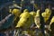 Flock of parrot inside the cage with blurred background. Yellow and blue parrot. Small birds closeup back view.