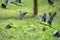 Flock of parrots in flight