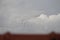 A flock of parrots are flying faster in the dusk time over roof of a building