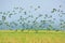 Flock of parrots flying in the sky, nature background in Bangladesh