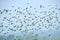 Flock of parrots flying in the sky, nature background in Bangladesh