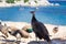 Flock of peacocks walk on coastal rocks watching swimming people