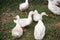 A flock of Pekin or White Pekin ducks.