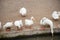 A flock of Pekin or White Pekin ducks.