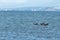 Flock of pelagic cormorant flying over Pacific Ocean.