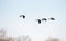 A flock of Pelagic Cormorants flying in the air.