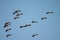 Flock of pelican birds