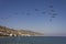 Flock of Pelican flying over the Malibu Coast