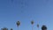 Flock of pelican flying, palm trees, California coast, pelecanus flight in sky.