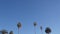 Flock of pelican flying, palm trees, California coast, pelecanus flight in sky.