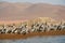 Flock of pelicans, Ballestas Islands, Peru, South America